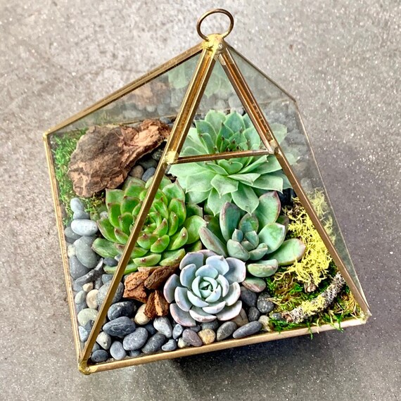 SALE Zen Concrete Handmade Moss Bowl Terrarium Centerpiece  Terrarium  centerpiece, Miniature garden, Succulent terrarium