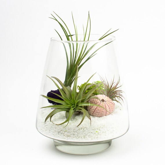 Under the Sea Air Plant Terrarium hairdiaisesaki Air