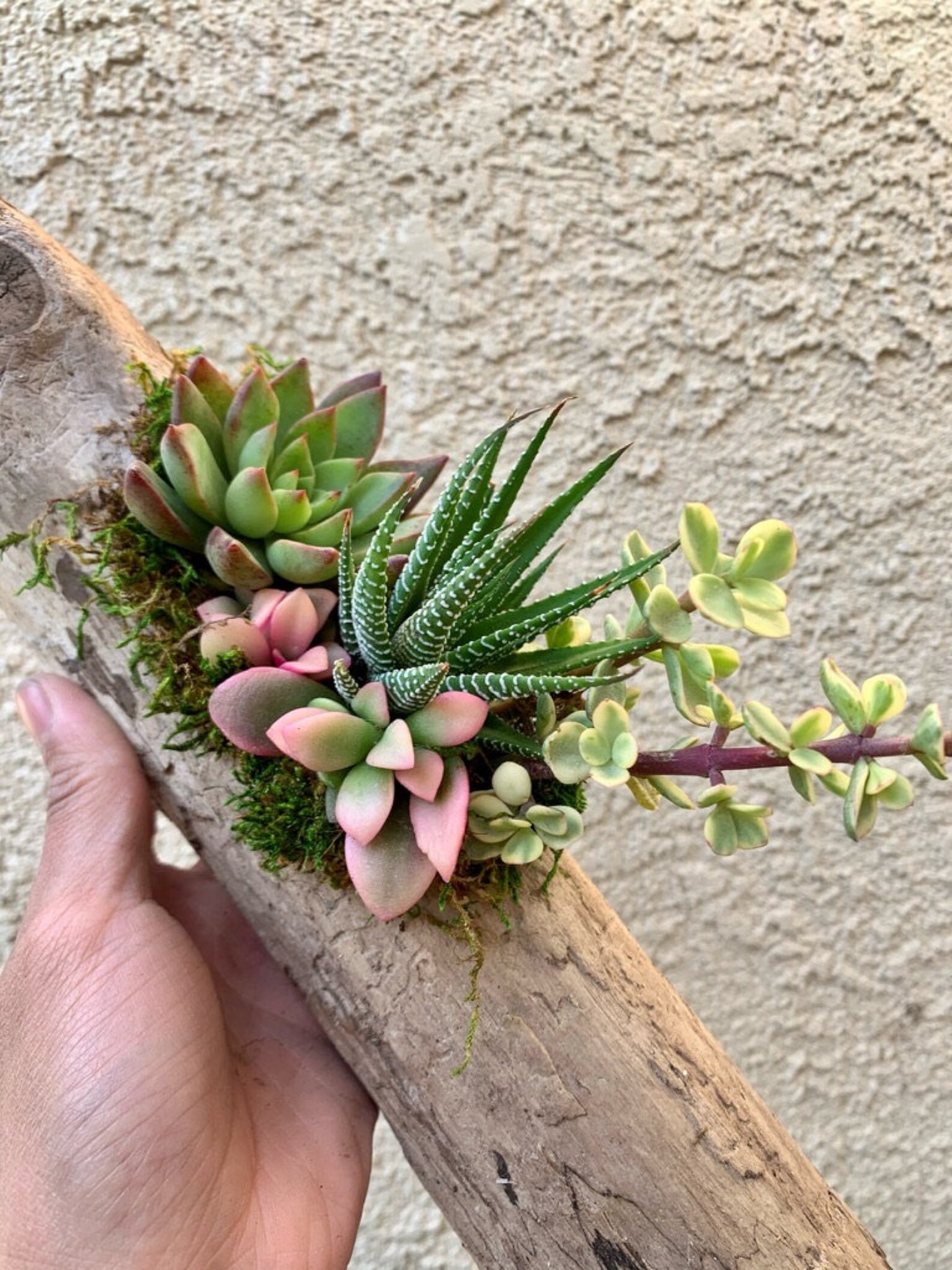 Driftwood Log Succulent Planter/Candle Holder DIY Etsy