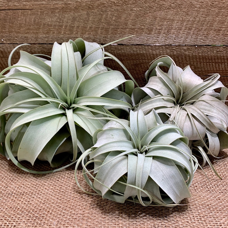 Juicykits Tillandsia Xerographica SMLXL Air Plants for Sale Etsy