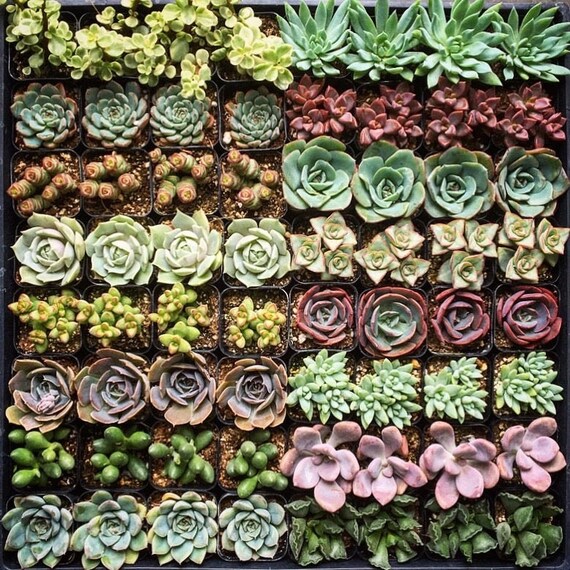 64pack 2 Mini Assorted Succulents Bulk Succulent Etsy