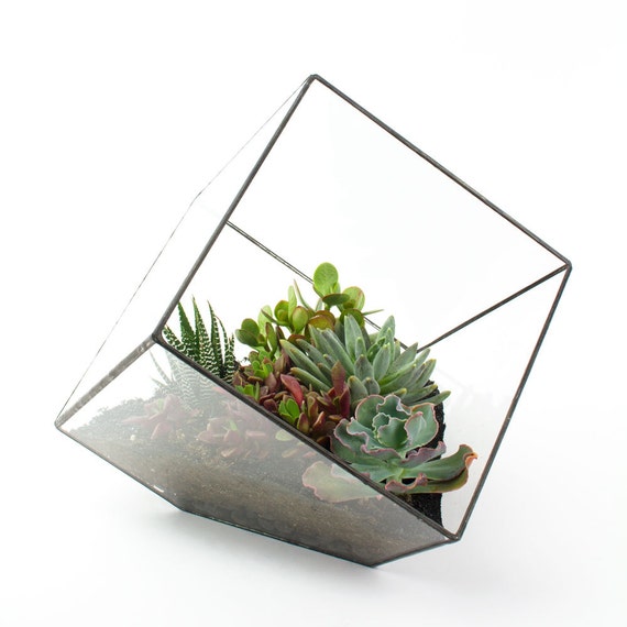 Cube Succulent Terrarium Kit