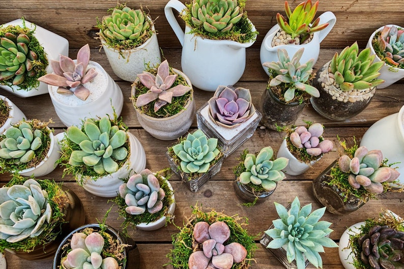 6pack DIY Kit Mini Succulents Pots bulk Pack 2 Etsy