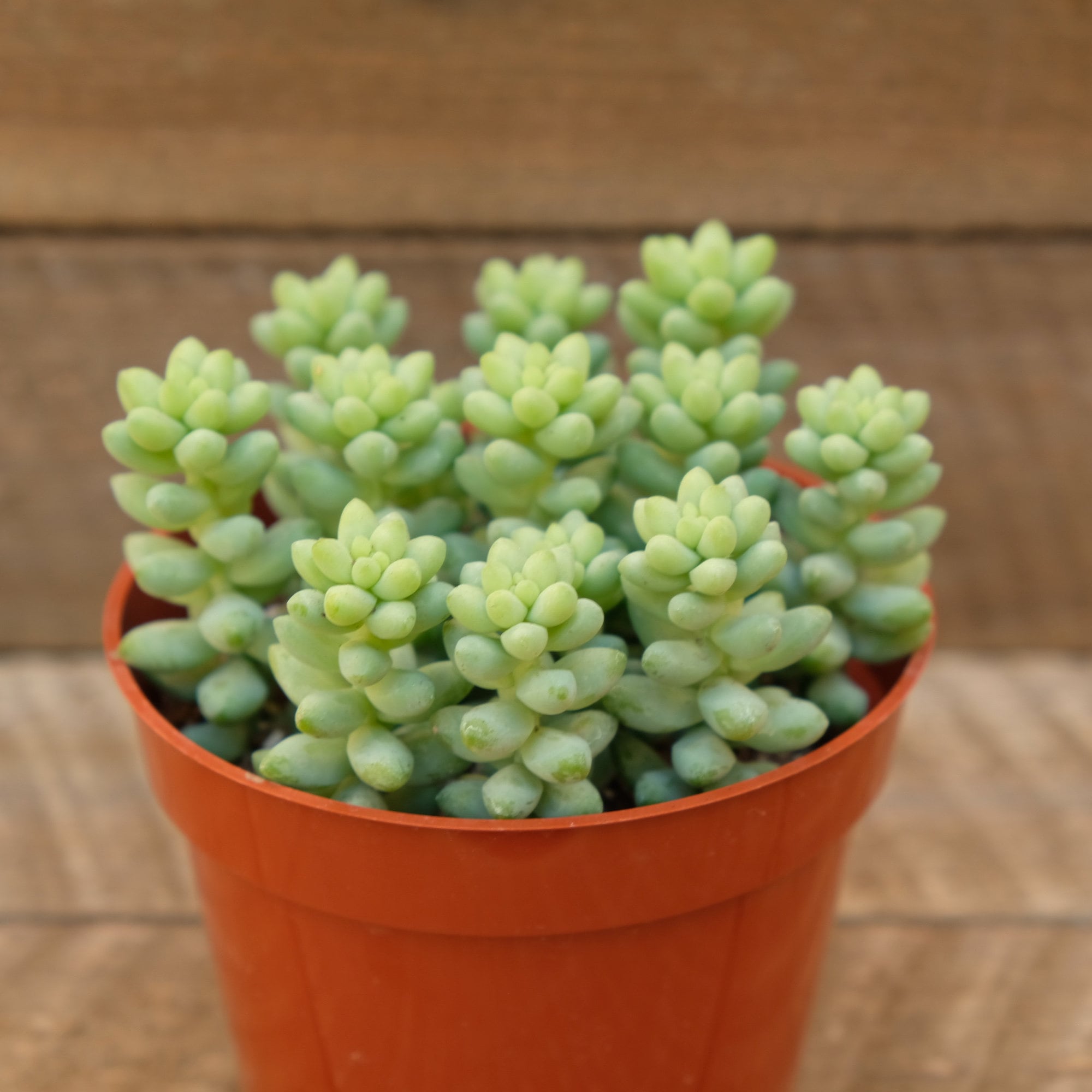 4" Donkey Tail Succulent, Burro's Tail, Sedum Morganianum, Sedum Burrito|LIVE PLANT|Succulents|Hanging Plants|Trailing Plants|House Plants