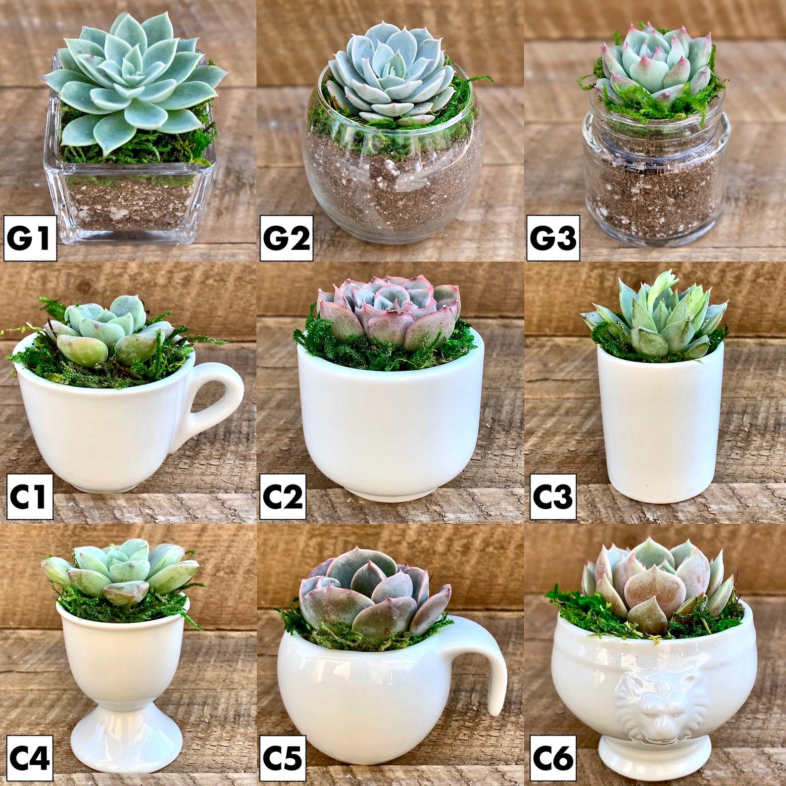 6pack DIY Kit Mini Succulents Pots bulk Pack 2 Etsy