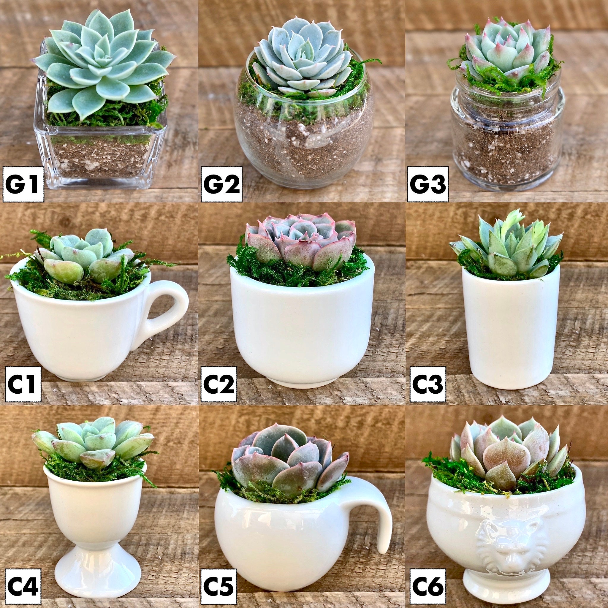 6pack DIY Kit Mini Succulents Pots bulk Pack 2 Etsy