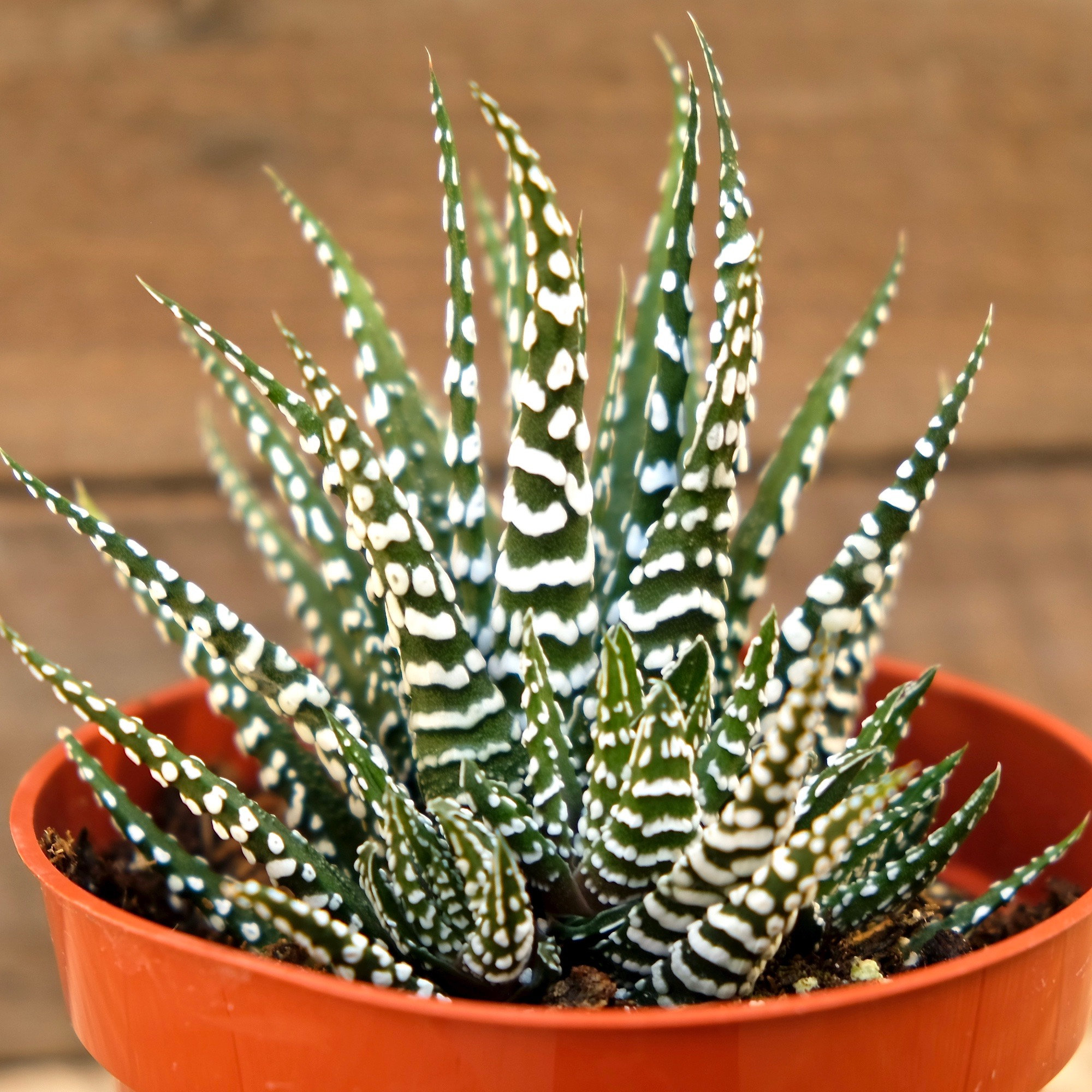 4 Zebra Haworthia Fasciata Liʋe Plantzebra - Etsy Australia