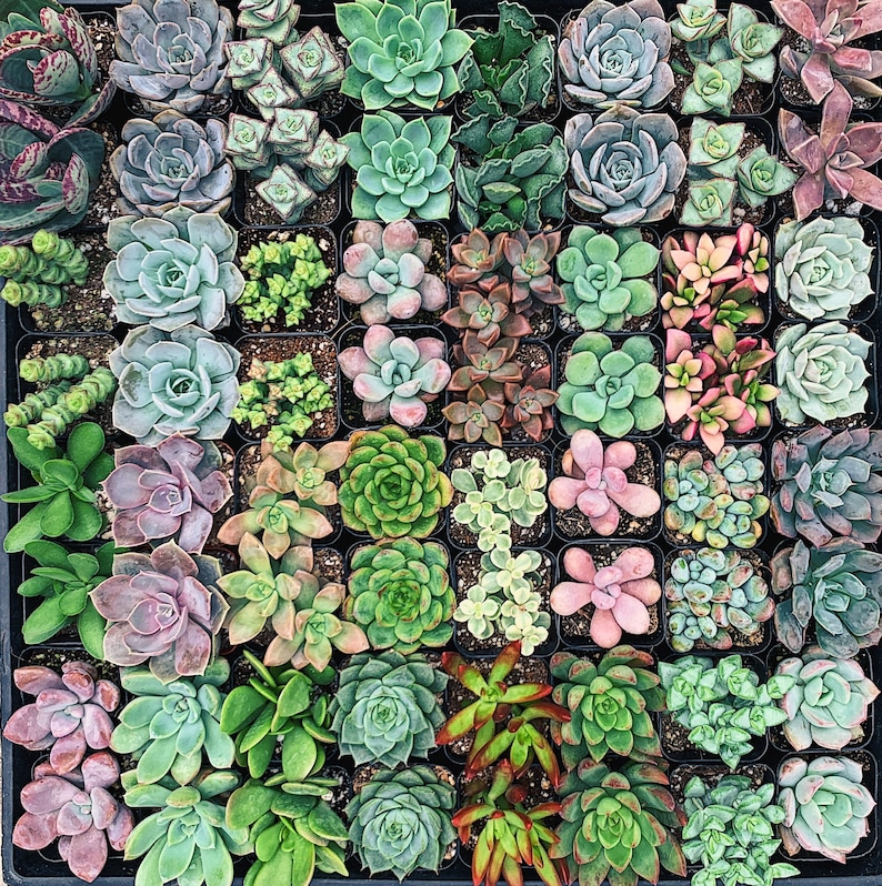 Assorted 2 Mini Succulents 12-Pack 24-Pack 36-Pack