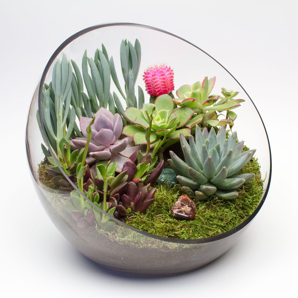 Forest DIY Terrarium Kit - Terrarium Creations