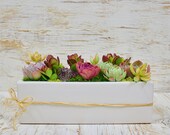 Sameday Shipping Juicykits - The Long Ceramic Succulent DIY Kit - Succulent Arrangement, Decorative Plants, Tabletop Arrangement, Gifts