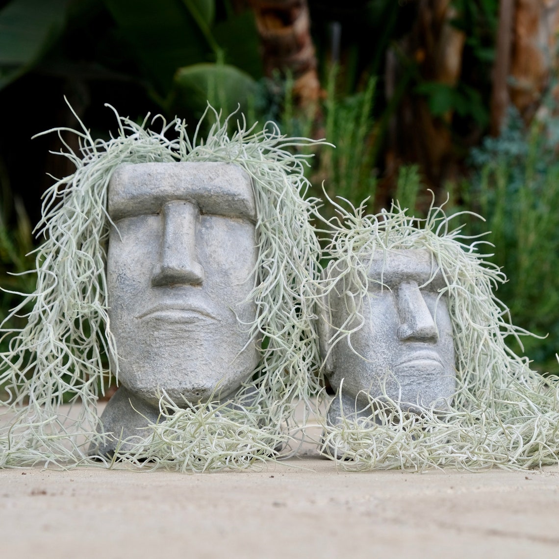 Head Planter Live Spanish Moss DIY Kit Greek Goddess Etsy