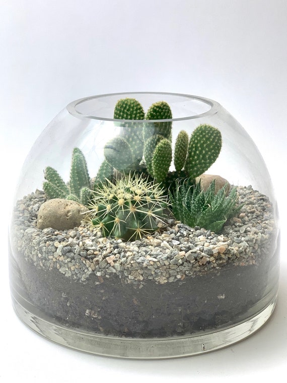 The Cactus Dome DIY Kit Haworthia & Cactus Live Cactus, Succulent