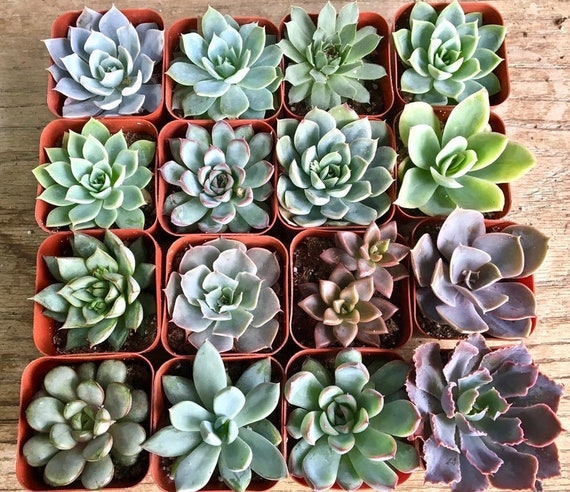 24+ Favorite Things Party Gift Ideas