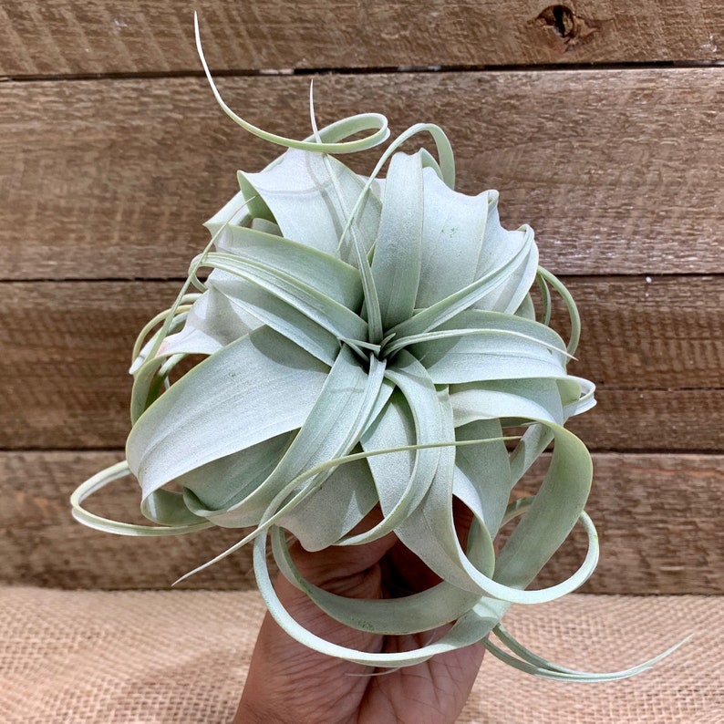 Juicykits Tillandsia Xerographica SMLXL Air Plants for Sale Etsy