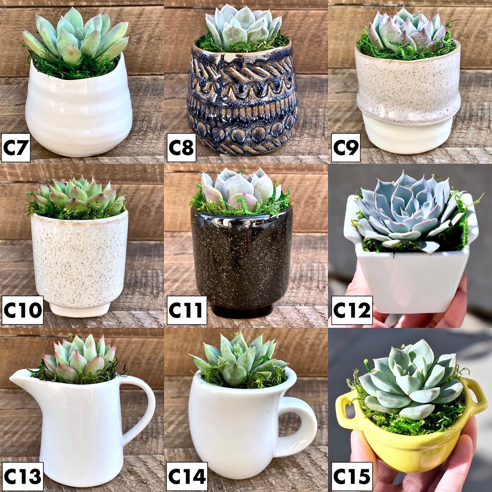 6pack DIY Kit Mini Succulents Pots bulk Pack 2 Etsy