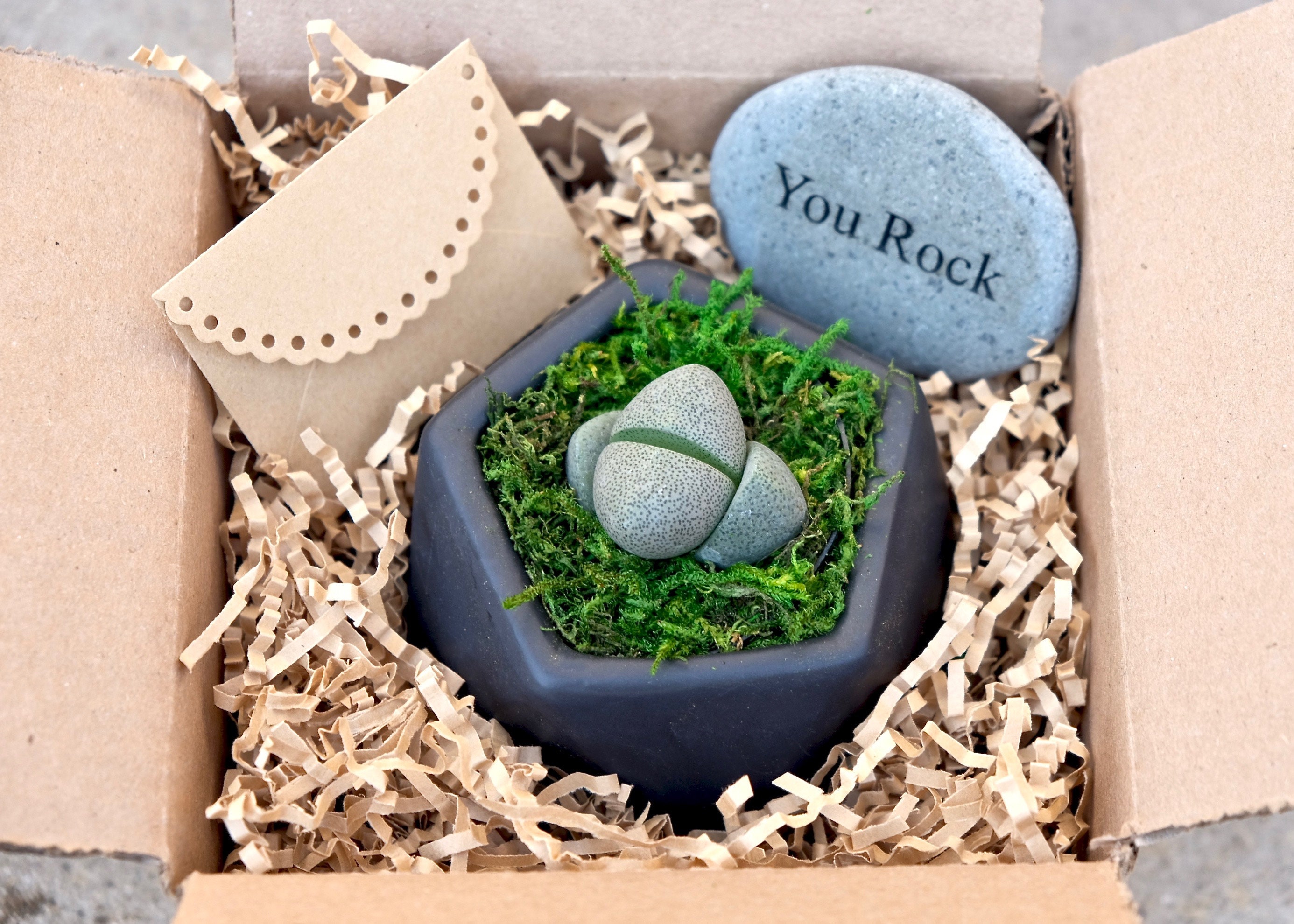 Split Rock Lithops Mimicry Plant Gift Boxpotted In Tilted Etsy France