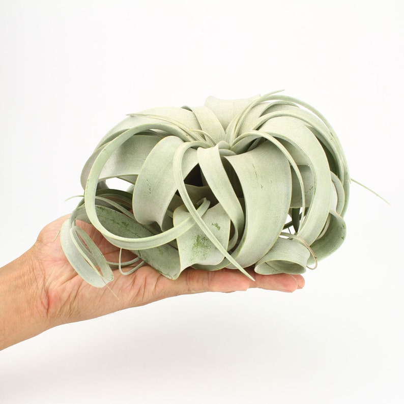 Juicykits Tillandsia Xerographica SMLXL Air Plants for Sale Etsy