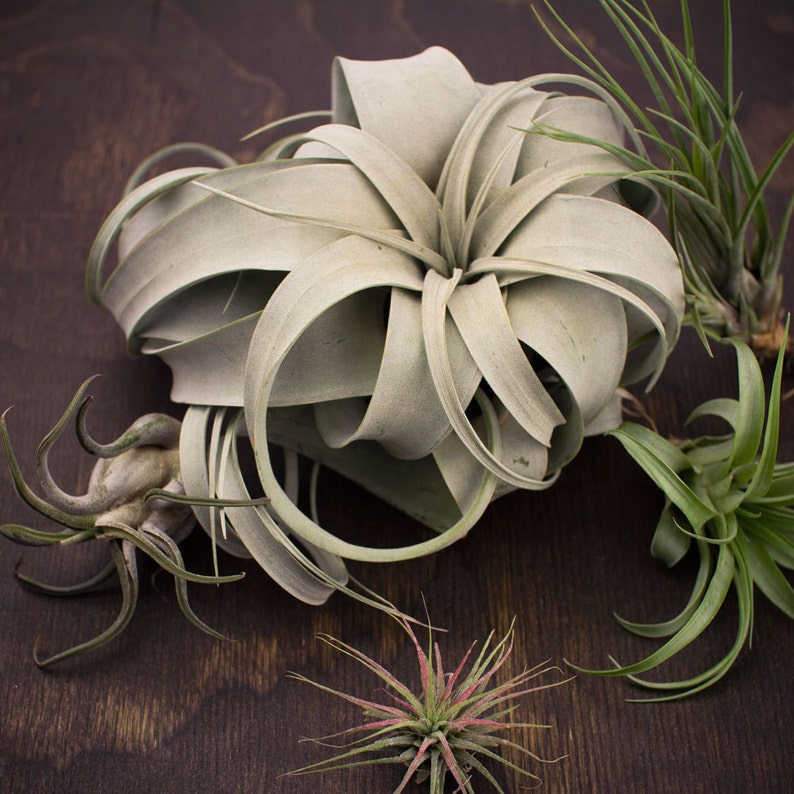 Juicykits Tillandsia Xerographica SMLXL Air Plants for Sale Etsy