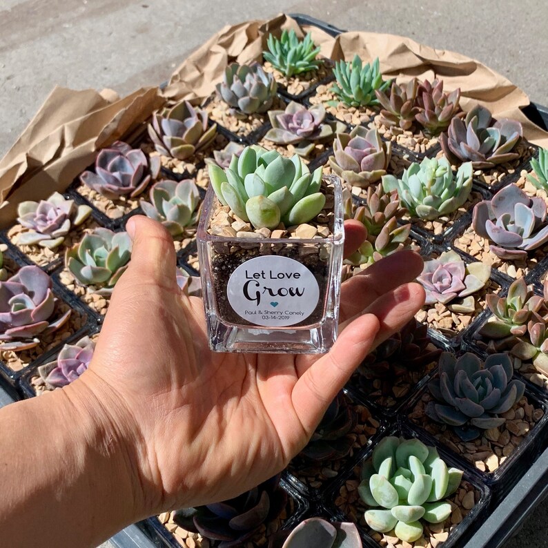 6pack DIY Kit Mini Succulents Pots bulk Pack 2 Etsy