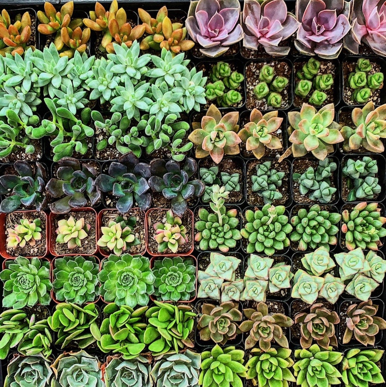 64pack 2 Mini Assorted Succulents Bulk Succulent Etsy