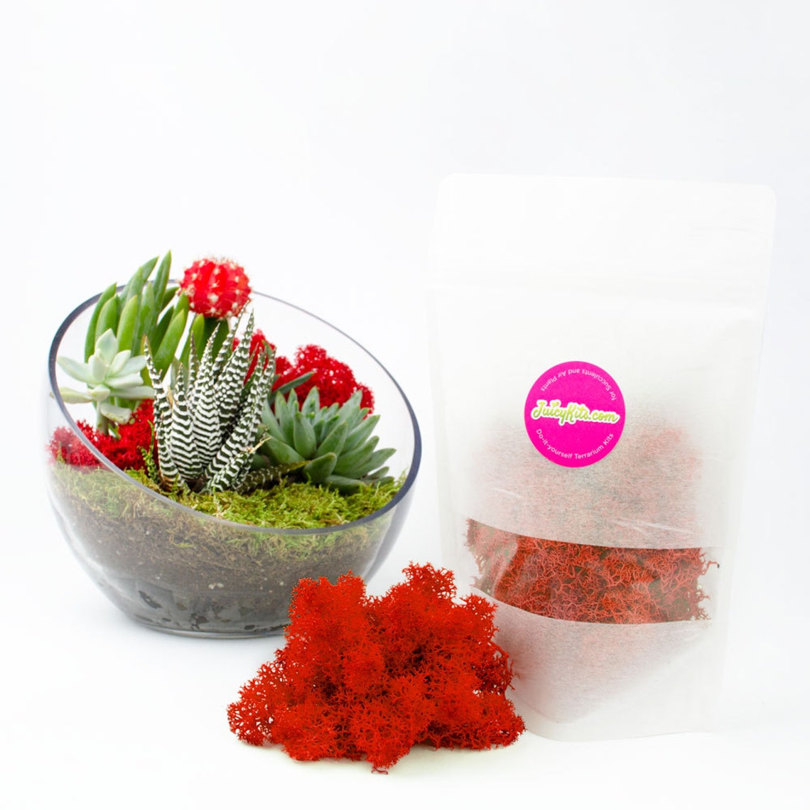 Reindeer Moss Colorful Terrarium Decoration Terrarium Etsy