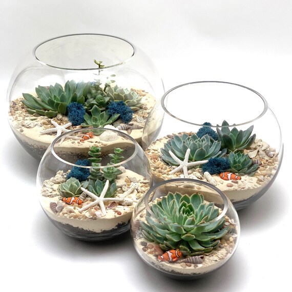 DIY Succulent Terrarium Kit