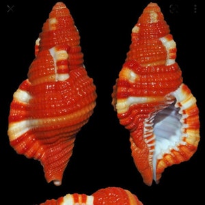 May include: Three orange and white striped seashells are displayed against a black background. The shells have a spiral shape with a textured surface. The shells are a vibrant orange colour with white stripes and accents. The shells are a natural, decorative item.