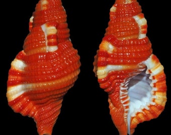 Robin Redbreasted Triton Seashell, Cymatium Rubeculum, for shell art, collections, sailors valentines, coastal decor, gift, wedding, display