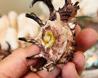 Long Spined Delphinula Lacintia  specimen seashells for collectors,  crafts, sailors valentines,  shell art, weddings, home decor.