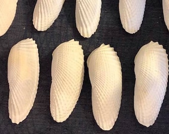 May include: A collection of 17 smooth, white seashells arranged in rows on a dark blue fabric background.