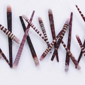 Puede incluir: Una colección de 15 pequeñas conchas delgadas y rayadas en tonos marrones y blancos. Las conchas están dispuestas en un patrón aleatorio sobre un fondo blanco.