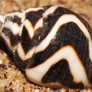 Pyrene Shell FREE SHIPPING, Lightening Dove Shells, (pyrene Shells), for Crafts ...