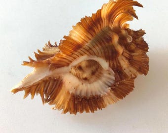 Miyokoae Murex specimen for seashell collectors, collections, crafts, shell art, sailor's valentine, home and coastal decor, gift