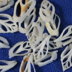 FREE SHIPPING, Sliced center cut white chula seashells for crafts, home decor, weddings, sailors Valentine’s, shell art, and collectors