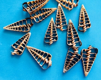Sliced Seashells, for crafts, shell art, sailors valentines, weddings and more.