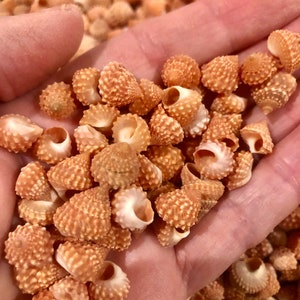 Apricot Top Seashells (strawberry cumingi), FREE SHIPPING, for crafts, weddings, home decor, gifts, sailors valentines, shell art