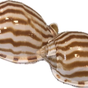 May include: Two brown and white striped seashells with a glossy finish.
