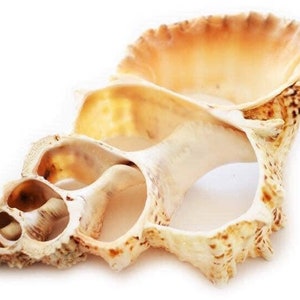 Center cut lampas shell, 8-9 inches, for crafts, shell art, home decor, coastal decor, wedding, collection