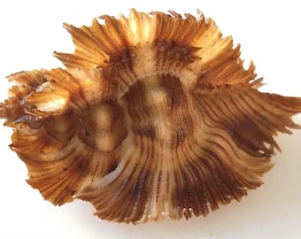 Miyokoae Murex specimen for seashell collectors, collections, crafts, shell art, sailor's valentine, home and coastal decor, gift