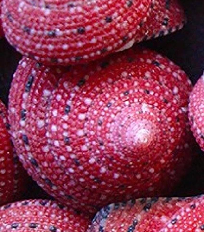 Red Strawberry Top Shells-very Unique! for Crafts, Home Decor, Weddings ...