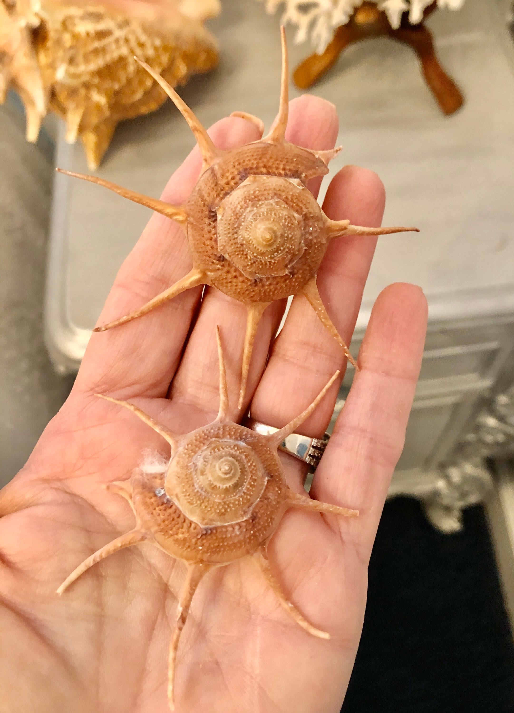 Japanese Star Shell (guildfordia Yoka) With Operculum for Crafts