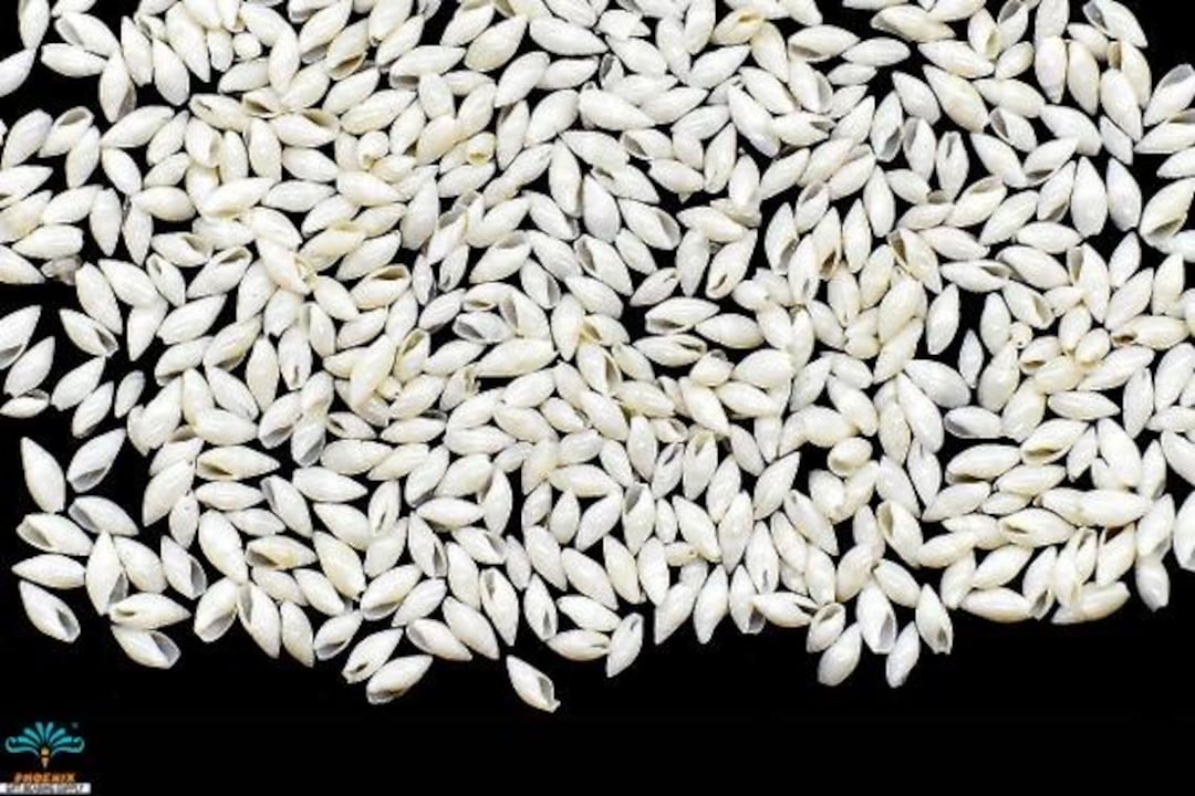 White Rice Shells, Approx 1/4 Inch for Sailor's Valentines, Shell Art ...