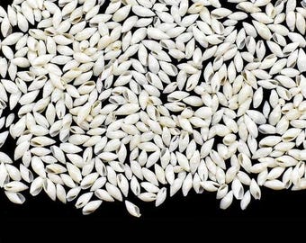 White rice shells, approx 1/4 inch  for sailor's valentines, shell art, crafts, wedding, home and coastal decor. FREE SHIPPING within USA