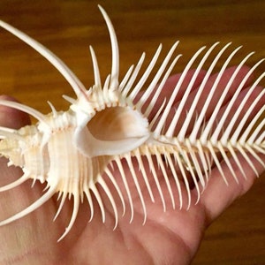 Op de afbeelding: Een crème schelp met ingewikkelde, stekelige uitsteeksels en een waaierachtige structuur. De schelp wordt in een hand gehouden, waardoor de delicate details en natuurlijke schoonheid worden benadrukt. Het oppervlak van de schelp heeft een textuur.