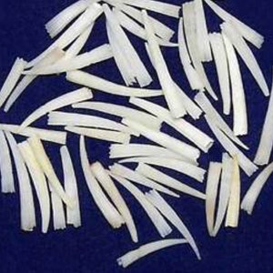 May include: A pile of small, white, and slightly curved seashells. The shells are smooth and have a pearly sheen.