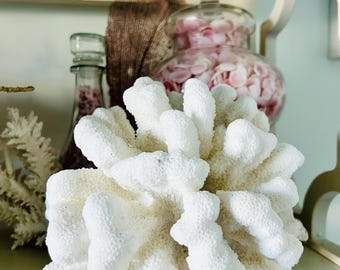 Cat Paw Coral  for home and coastal decor, beach, coastal, gift, wedding, collector