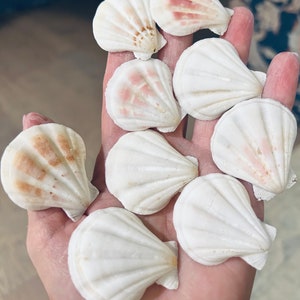 White Plicate Scallop shells for crafts, weddings, gift, collection, home and coastal decor.  FREE SHIPPING