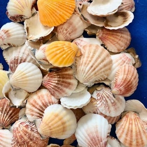 Conchiglie di capesante di pectina vessillo per artigianato, matrimoni, arte conchiglia, San Valentino marinai, regalo, collezione, decorazioni per la casa e costiere.  SPEDIZIONE GRATUITA