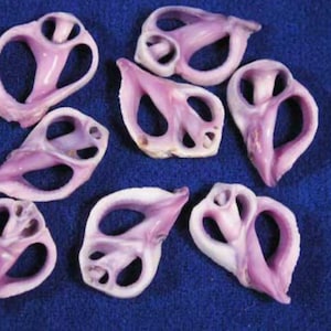 FREE SHIPPING, center sliced purple cebu beauty  seashells for crafts, home decor, weddings, sailors Valentine’s, shell art, and collectors