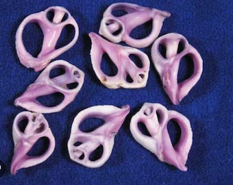May include: A collection of seven polished, light purple seashell cross-sections, each featuring a unique, organic, hollowed-out spiral structure with smooth, curved edges and varying shades of lavender and white throughout the shell material.